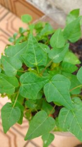 Pé de mamoeiro. Foto: ViniRoger