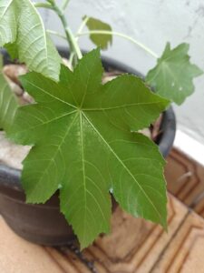 Mamona ainda pequena. Foto: ViniRoger