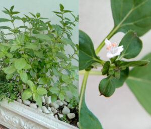 Manjericão: visão geral (ago/2021) e flor (abr/2021). Foto: ViniRoger