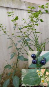 Maria-pretinha. Foto: Viniroger