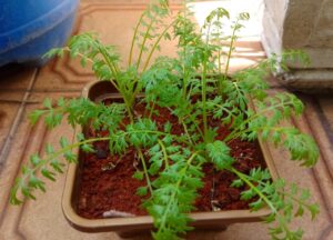 Mastruço-do-brasil em vaso. Foto: ViniRoger