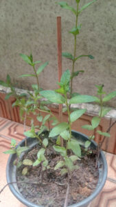 Menta (jan/2022). Foto: ViniRoger