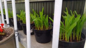 Vasos com milho. Foto: ViniRoger