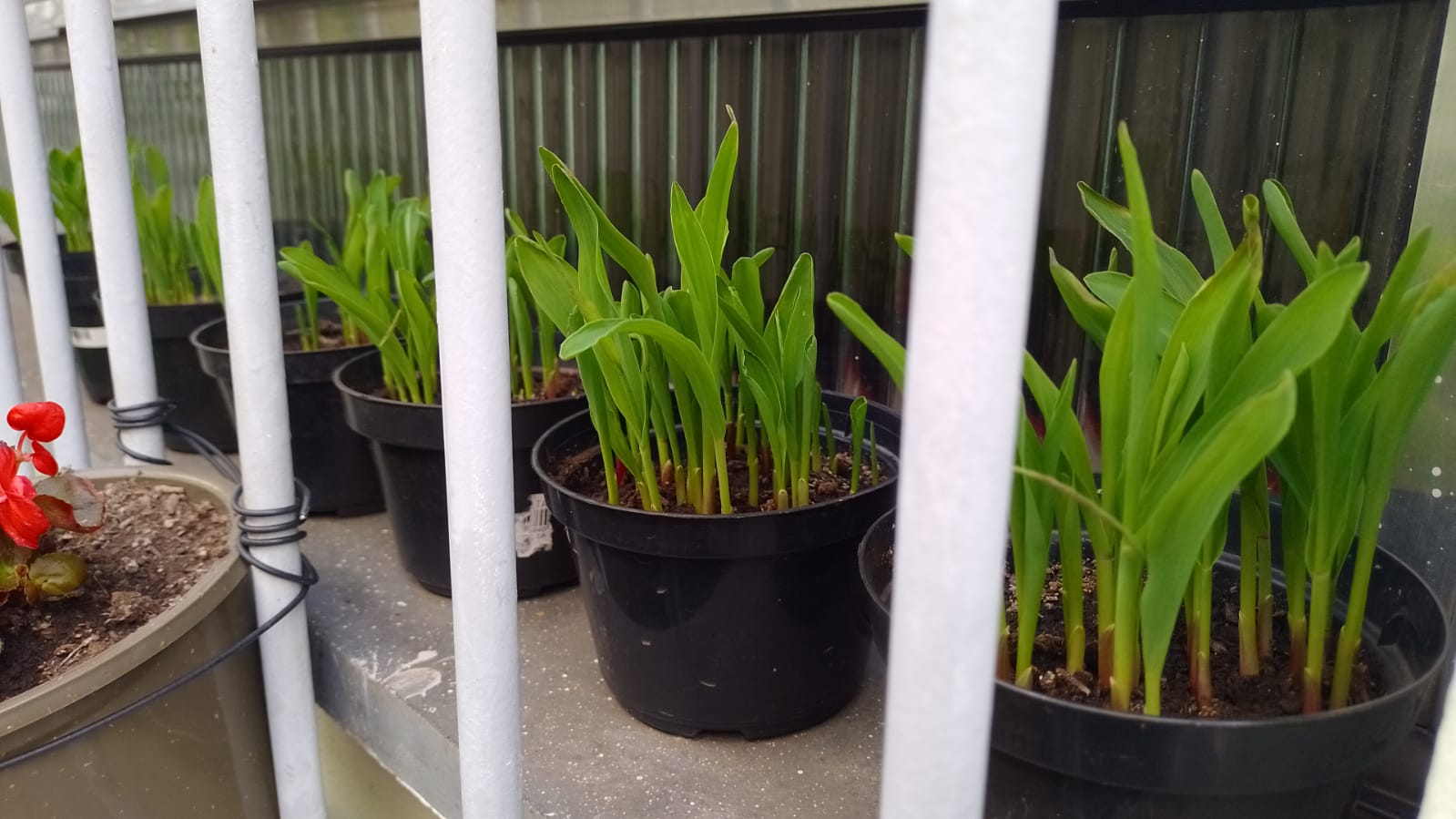 Vasos com milho. Foto: ViniRoger