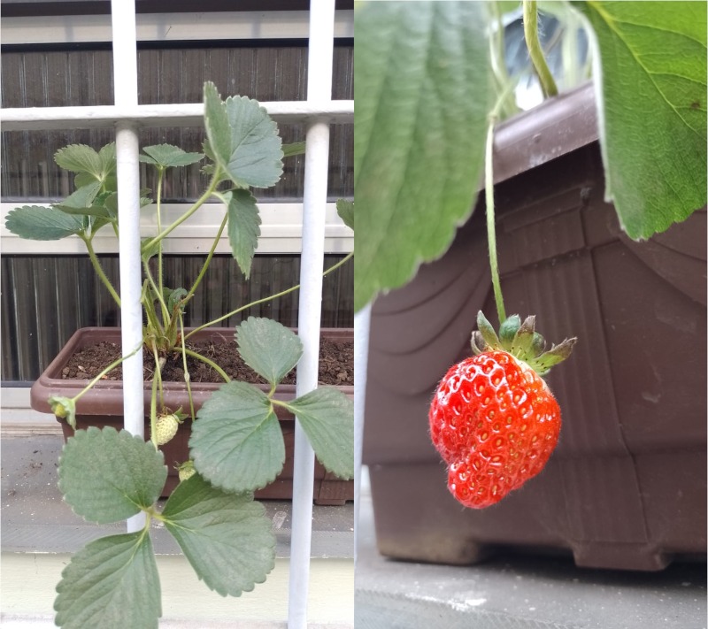 Morango. Fotos: ViniRoger