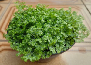 Musgo. Foto: ViniRoger