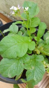 Nabo-japonês. Foto: ViniRoger