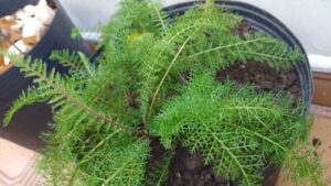 Novalgina. Foto: ViniRoger