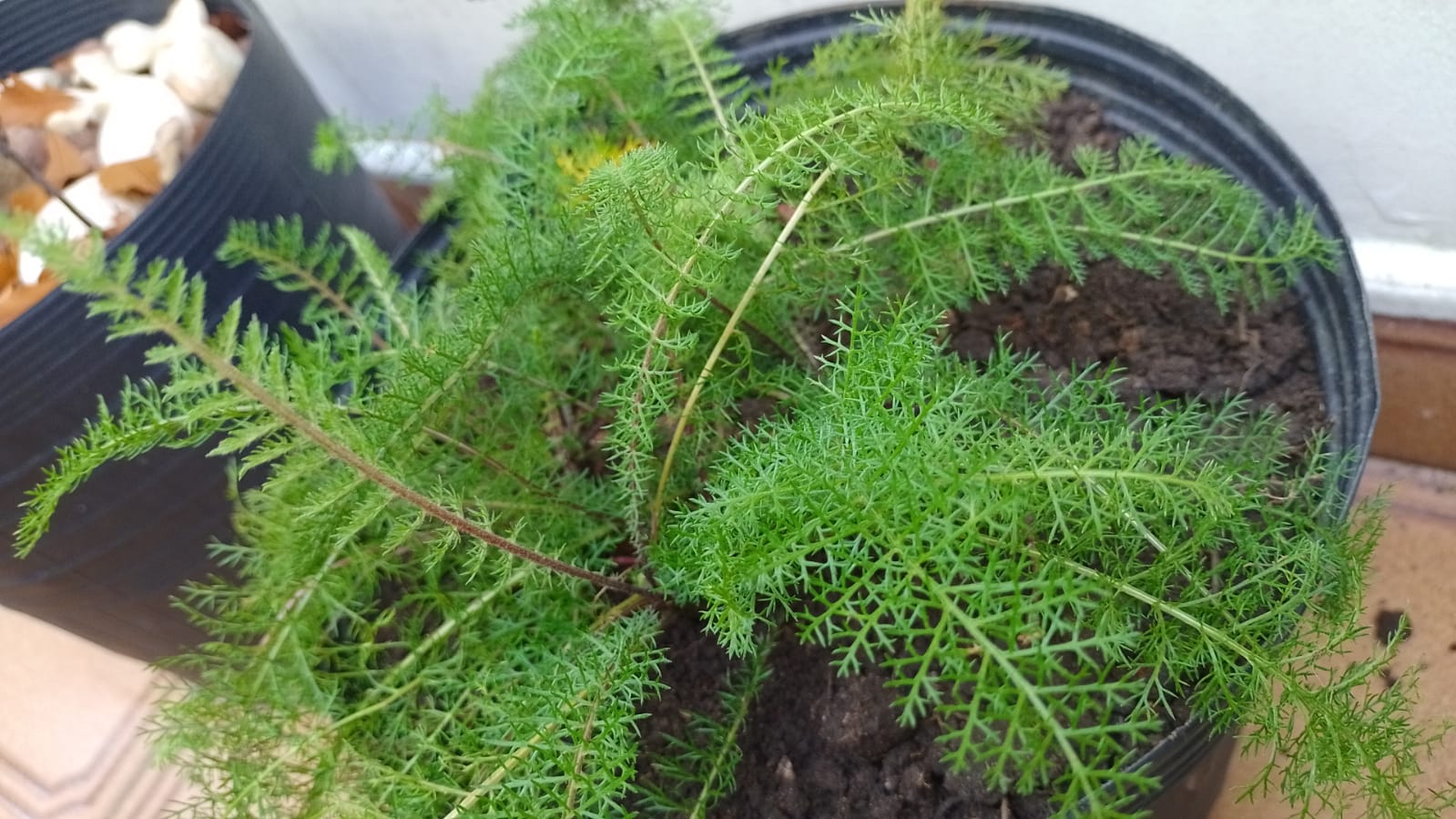 Novalgina. Foto: ViniRoger