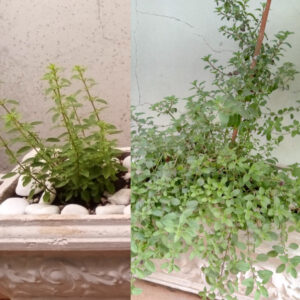 Muda de orégano (abr/2021) e desenvolvida antes da poda (ago/2021). Foto: ViniRoger