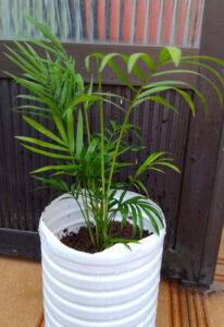 Camedórea-elegante. Foto: ViniRoger