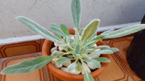 Peixinho. Foto: ViniRoger