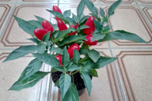 Pimenteira.Foto: ViniRoger