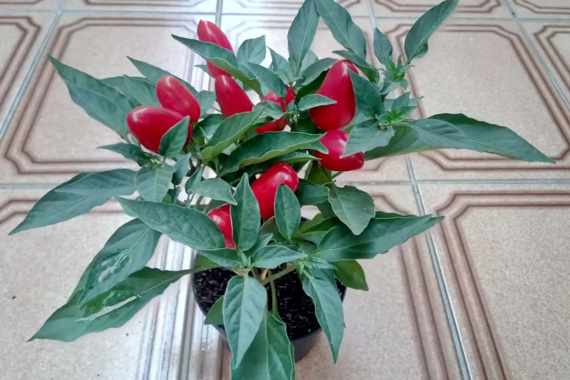 Pimenteira.Foto: ViniRoger