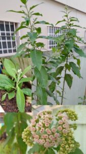 Pluchea em diferentes estágios de desenvolvimento. Fotos: ViniRoger