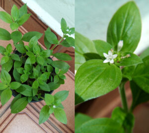 Poaia-branca: visão geral e destaque para flor. Foto: ViniRoger (set/2021)