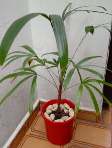 Ráfia. Foto: ViniRoger