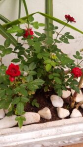 Roseira na jardineira com a citronela. Foto: ViniRoger