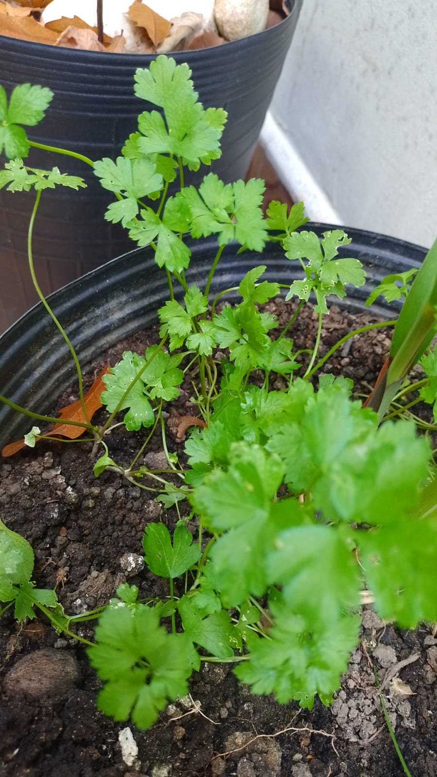 Salsinha. Foto: ViniRoger