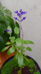 Sálvia azul. Foto: ViniRoger