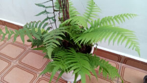 Samambaia. Foto: ViniRoger