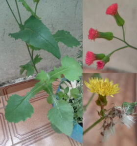 Serralha e inflorescências de dois exemplares (jan/2022). Foto: ViniRoger