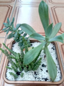 Suculentas. Foto: ViniRoger