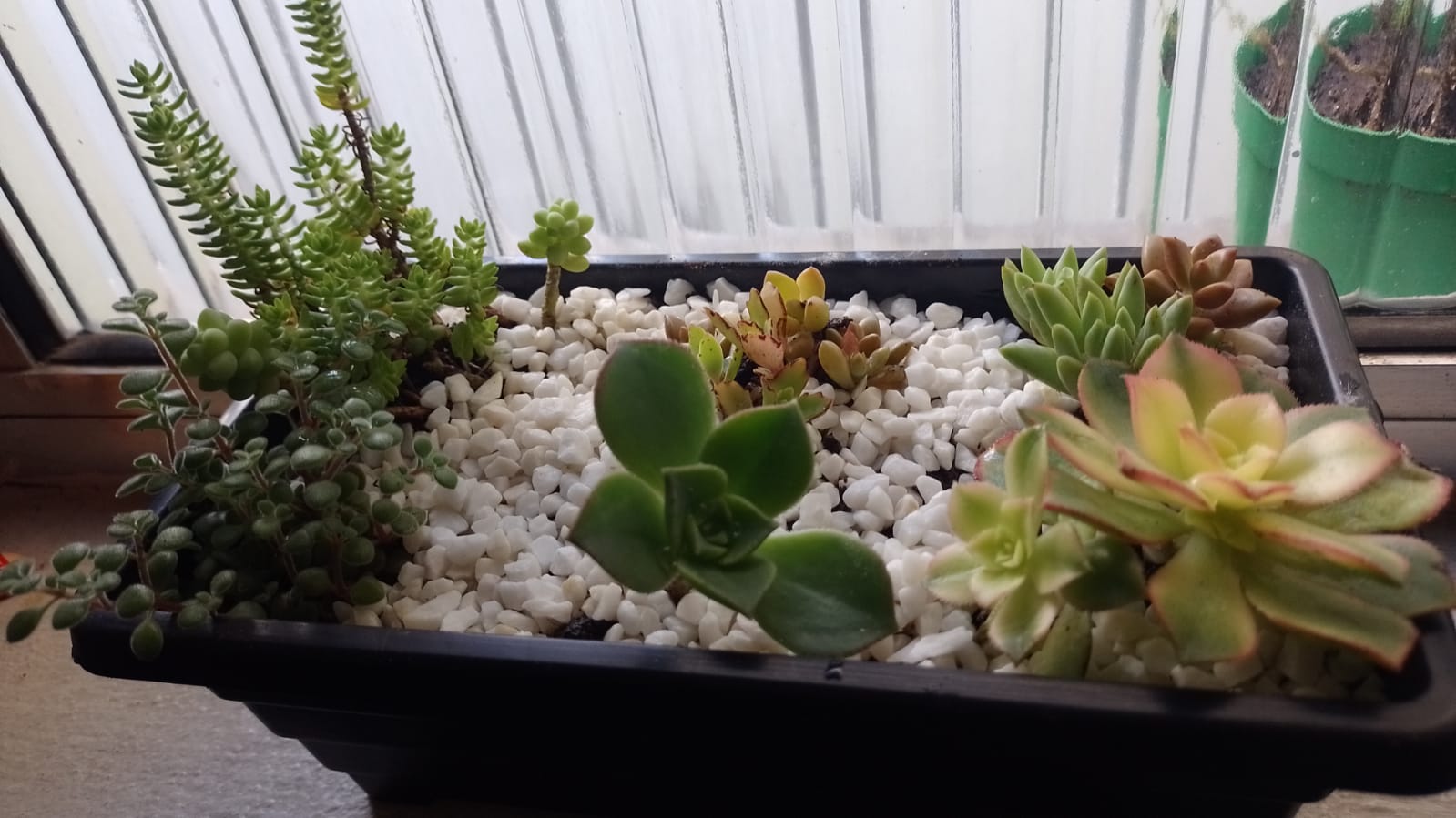 Vaso com suculentas. Foto: ViniRoger