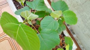 Tapiá-guaçu. Foto: ViniRoger