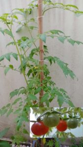 Tomateiro e tomates-cereja em julho/2023. Fotos: ViniRoger