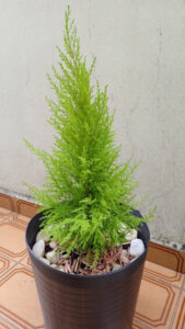 Tuia-holandesa. Foto: ViniRoger