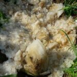 O pedaço de gelo azul que caiu na vila de Fazilpur Badli (norte da Índia). Foto: Guargaon Police