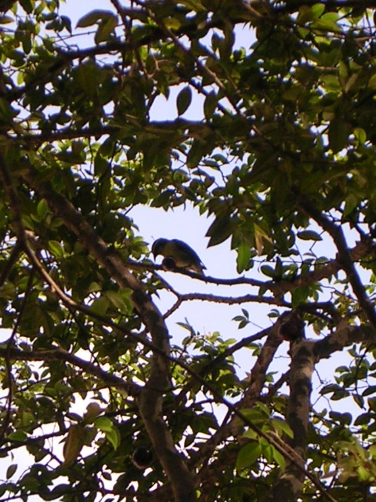 Jabuticabeira com passarinho. Foto: ViniRoger