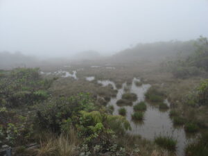 Pântano adjacente ao lago. Foto: Mike Beachy