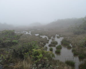 Pântano adjacente ao lago. Foto: Mike Beachy