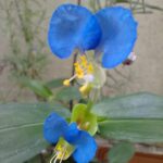 Flores de trapoeraba. Foto: ViniRoger