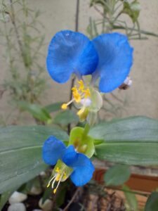 Flores de trapoeraba. Foto: ViniRoger