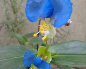 Flores de trapoeraba. Foto: ViniRoger