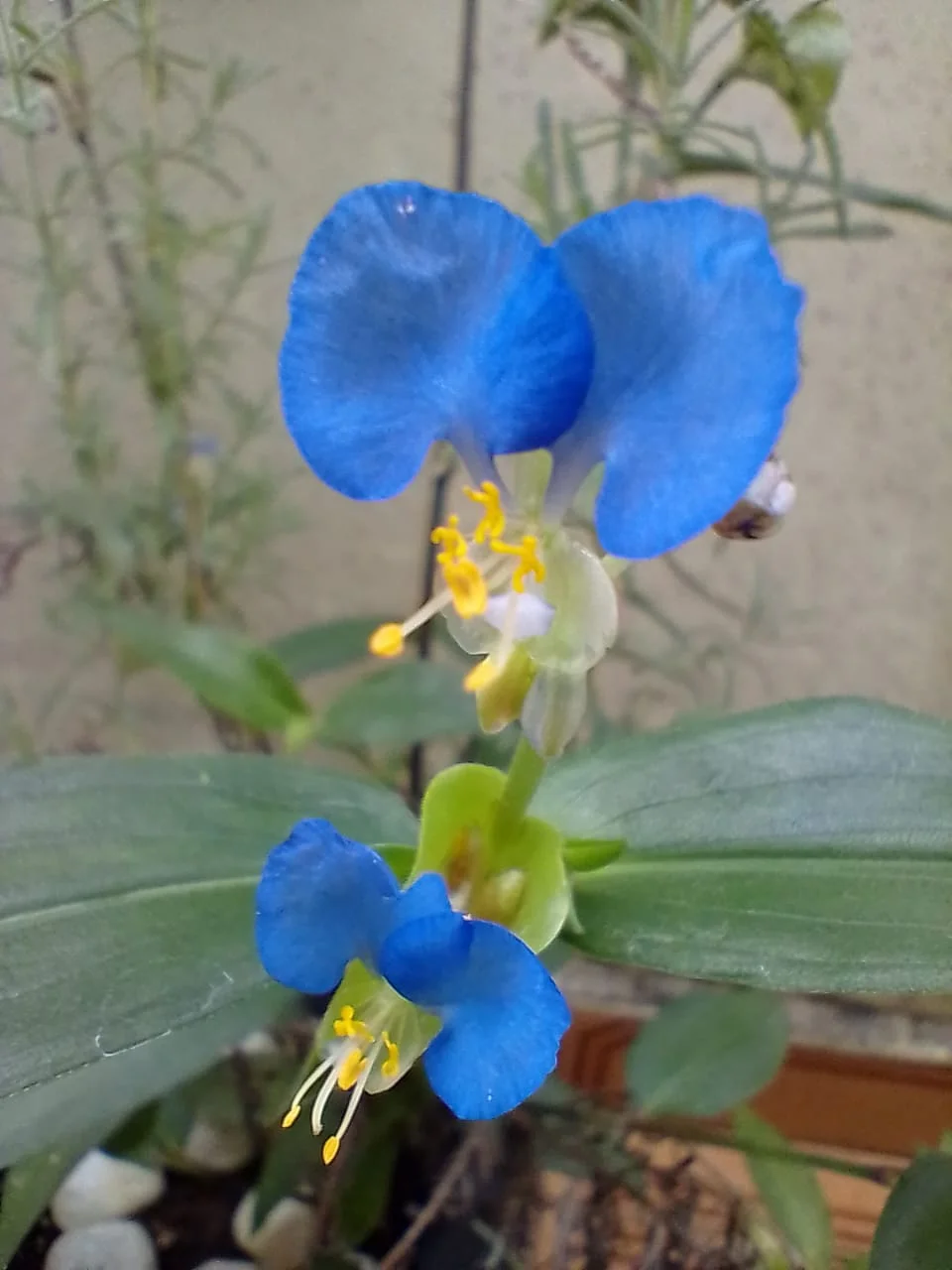 Flores de trapoeraba. Foto: ViniRoger