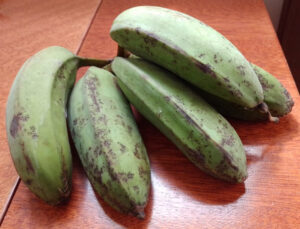 Banana-pão ainda verde. Foto: ViniRoger