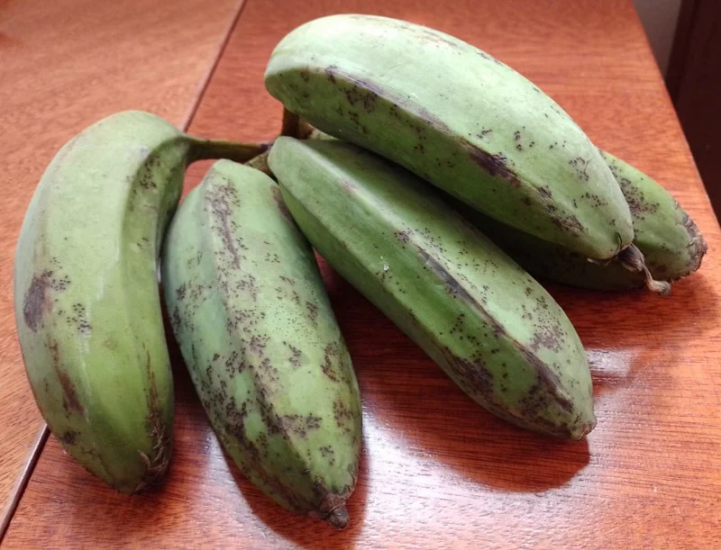 Banana-pão ainda verde. Foto: ViniRoger