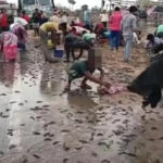 Chuva de peixes registrada na Índia em 2022. Fonte: Reprodução/Twitter