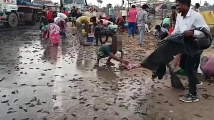 Chuva de peixes registrada na Índia em 2022. Fonte: Reprodução/Twitter