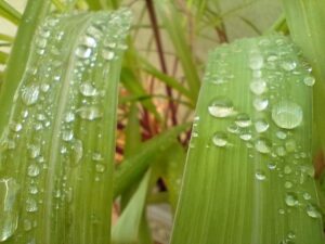 Gotas de orvalho em folhas de citronela. Foto: ViniRoger