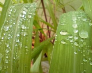 Gotas de orvalho em folhas de citronela. Foto: ViniRoger