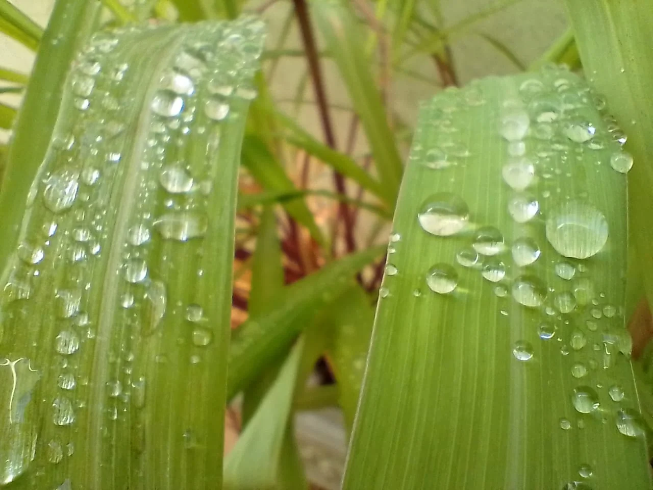 Gotas de orvalho em folhas de citronela. Foto: ViniRoger