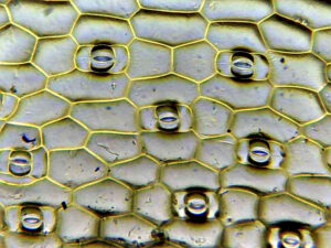 Células vegetais e estômatos em microscópio. Fonte: Yersinia pestis