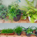 Jardim de vasos. Foto: ViniRoger