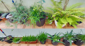 Jardim de vasos. Foto: ViniRoger