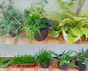 Jardim de vasos. Foto: ViniRoger